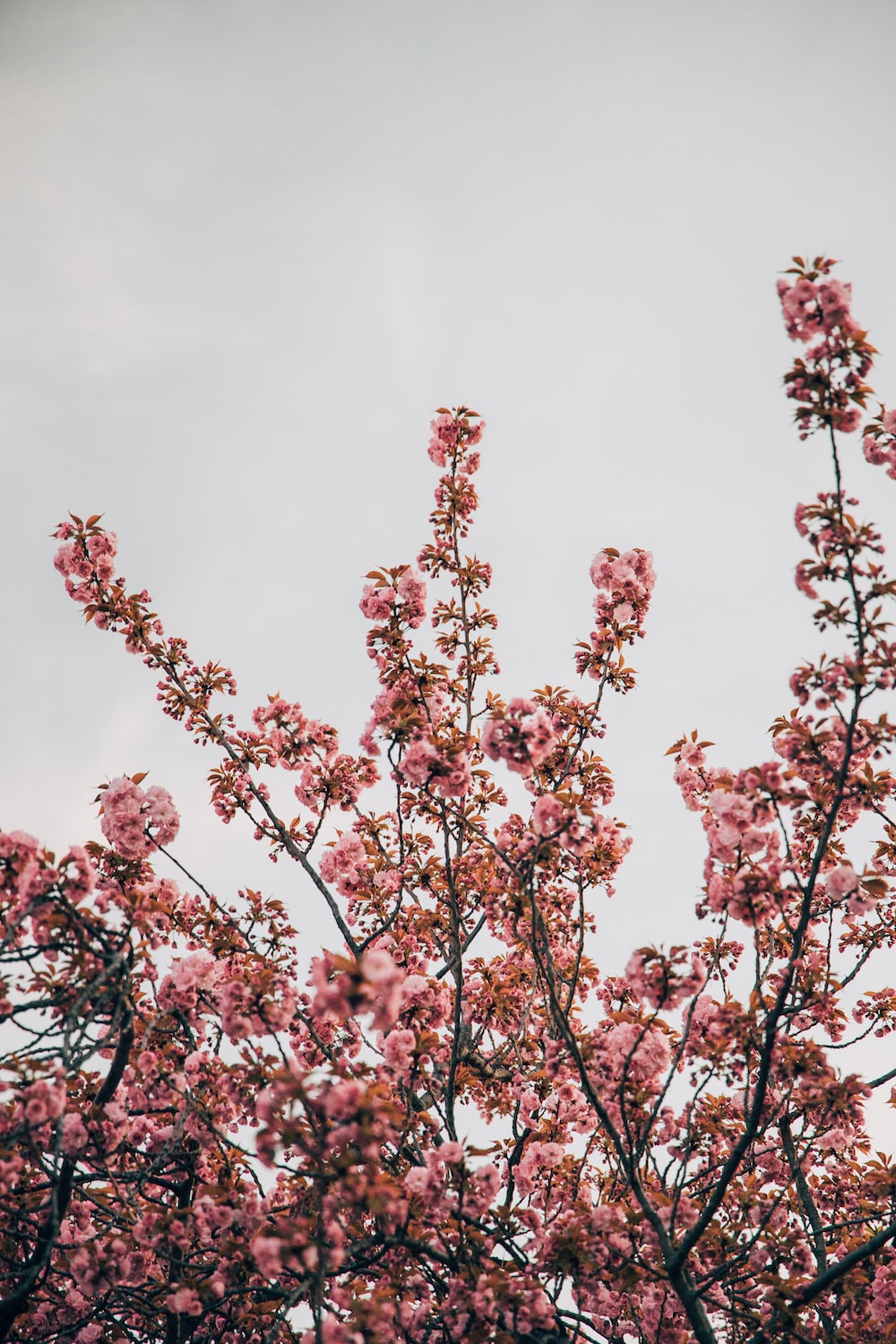 Pink petaled flower photo