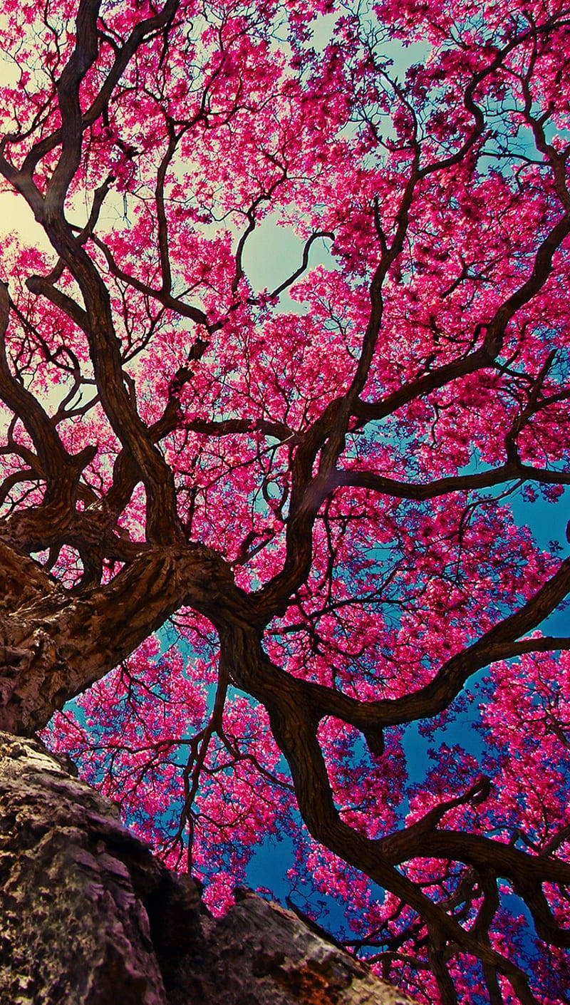 Download Cherry Blossoms iPhone 11 Wallpaper