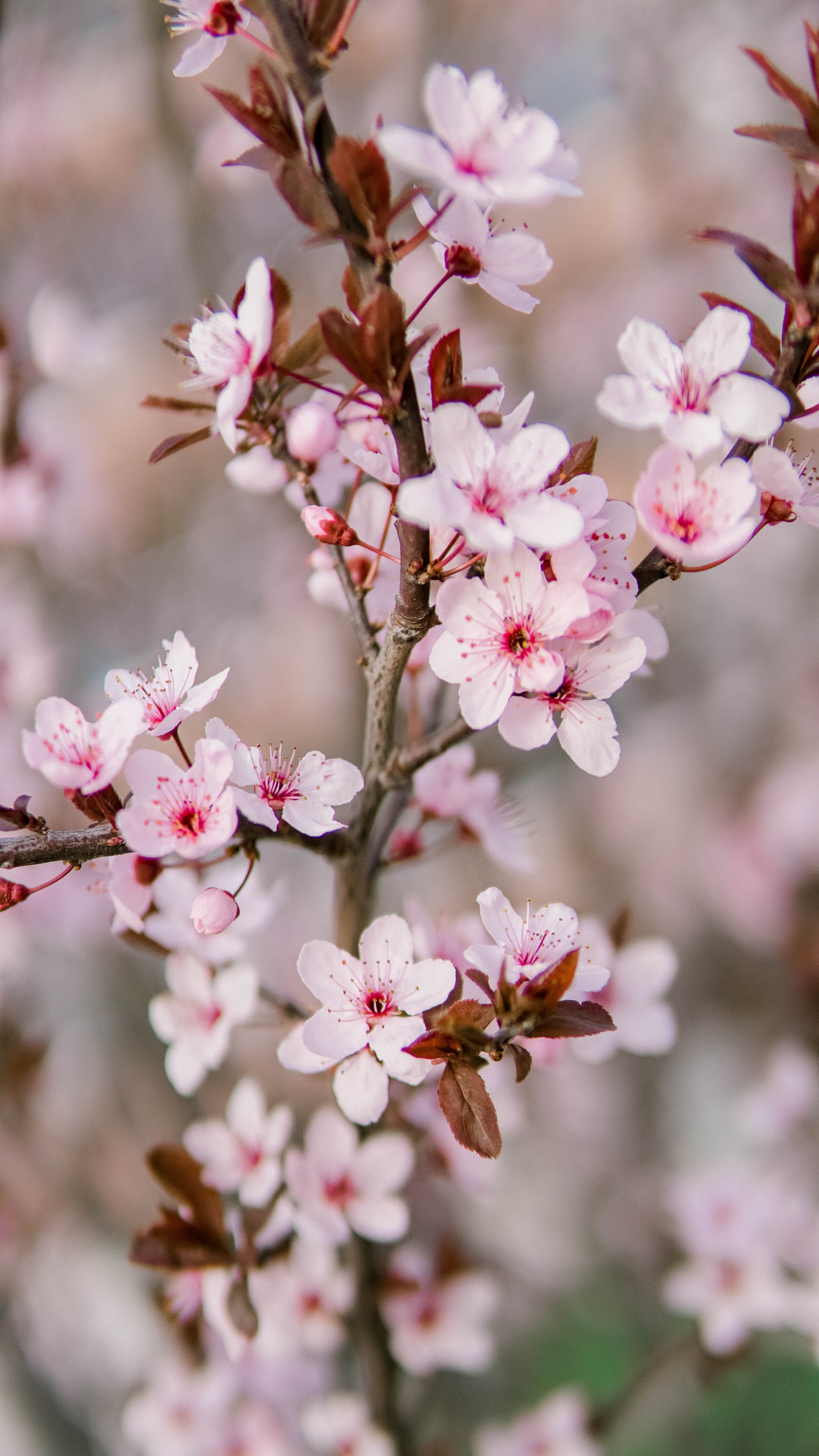 Cherry Blossom in Bloom · Free