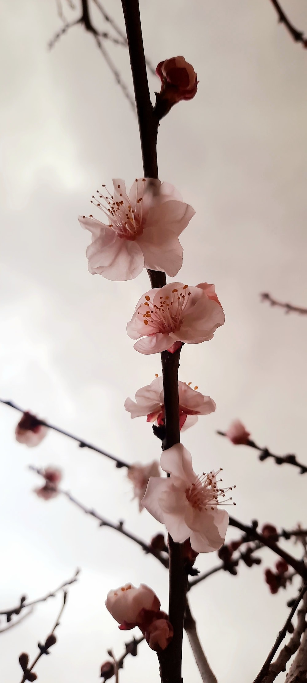 A branch of a cherry tree with pink flowers photo