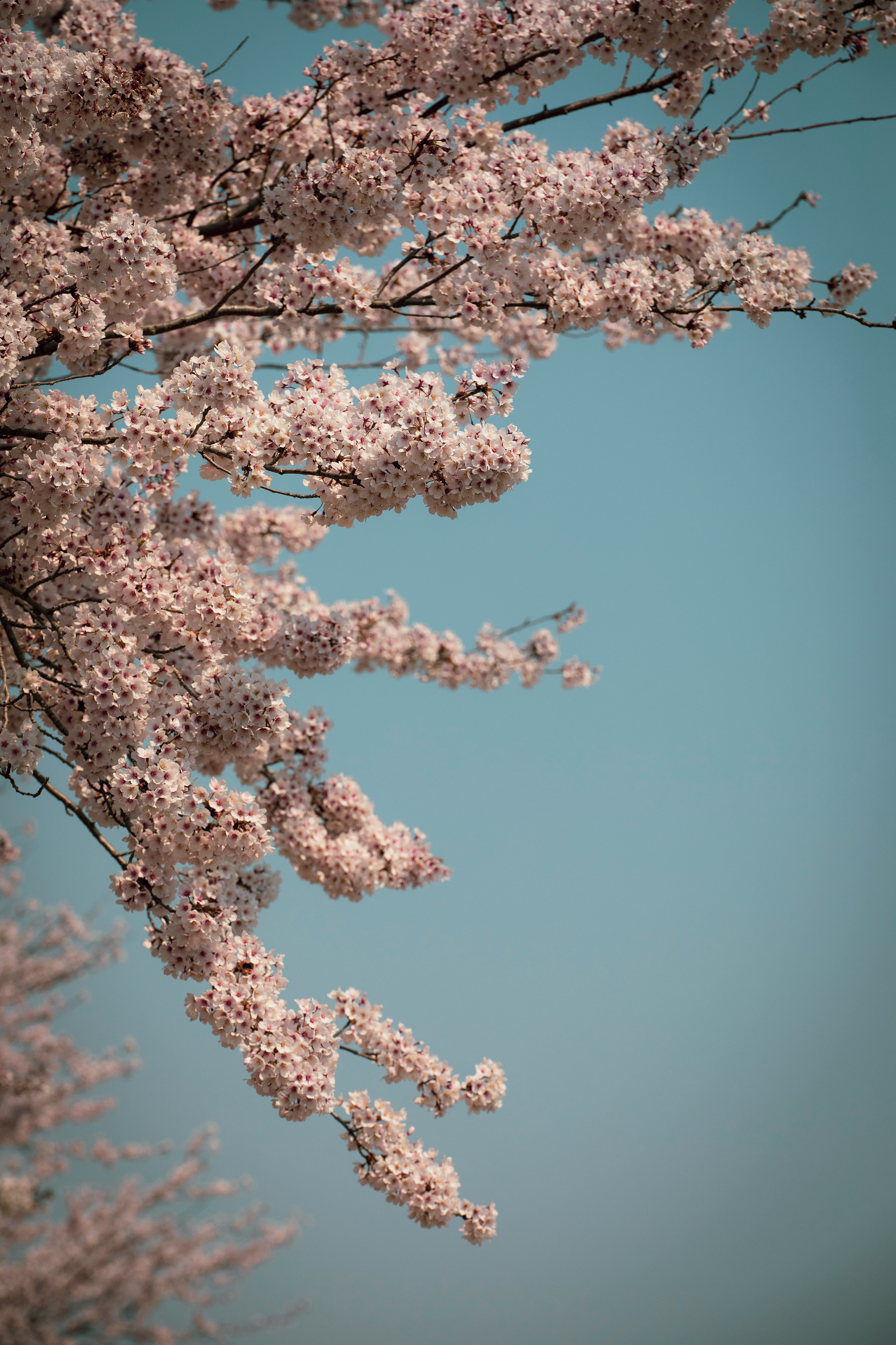 Close Up Of A Cherry Blossom · Free