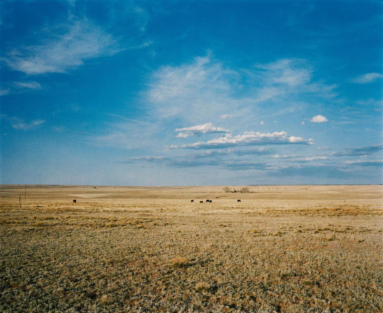 The Photo of Wim Wenders