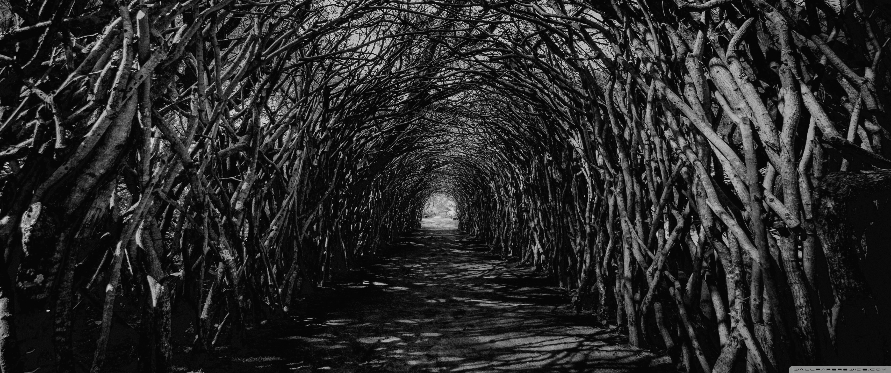 Dark Hedge Tunnel Spooky Ultra HD Desktop Background Wallpaper for 4K UHD TV, Widescreen & UltraWide Desktop & Laptop, Tablet