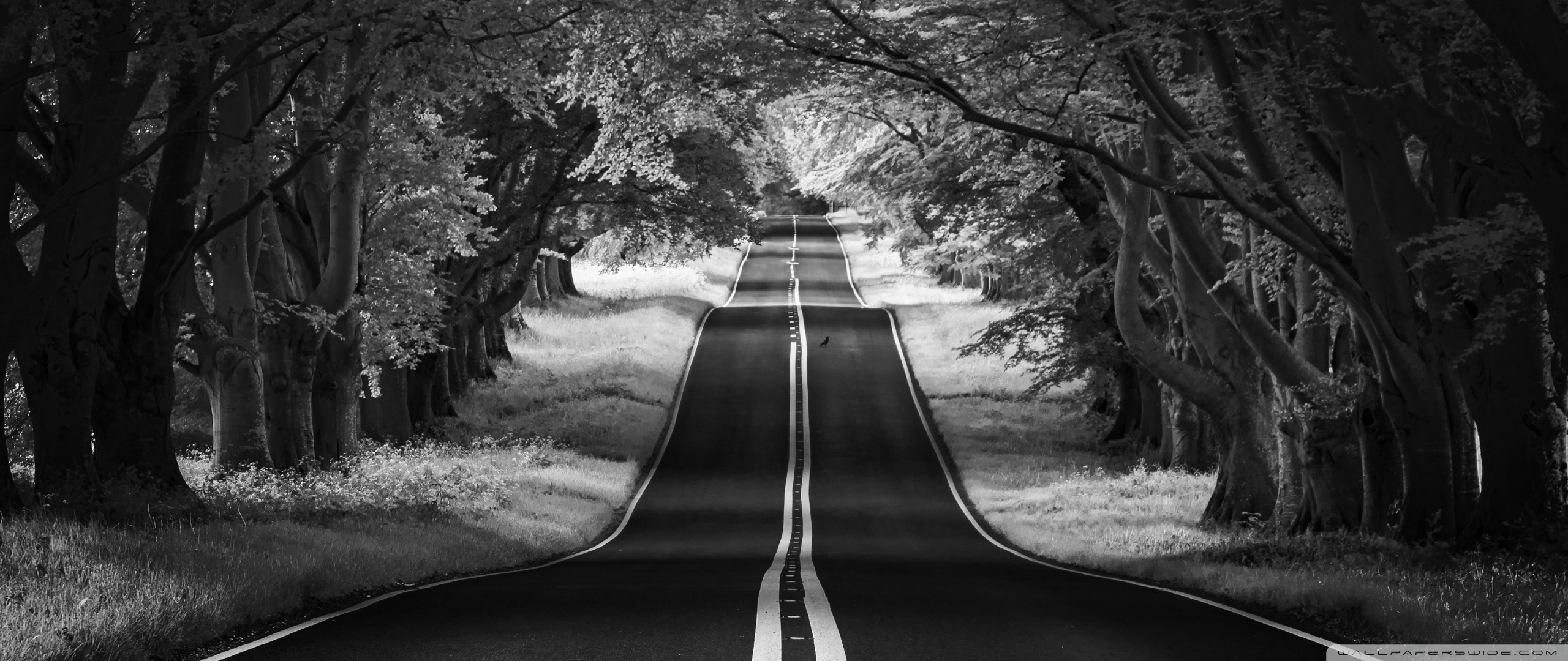 Road Landscape, Aesthetic, Black and White Ultra HD Desktop Background Wallpaper for 4K UHD TV, Widescreen & UltraWide Desktop & Laptop, Tablet