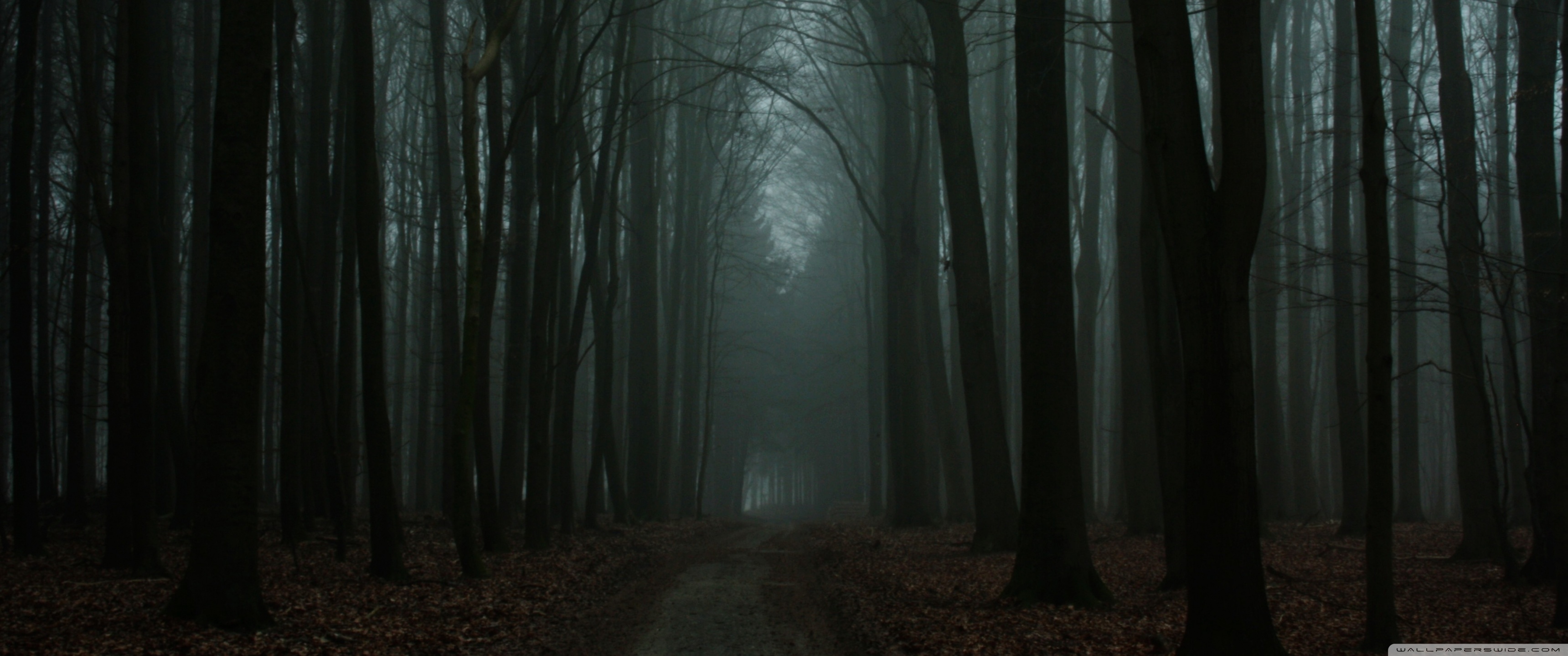 Dark Autumn Woods Ultra HD Desktop Background Wallpaper for 4K UHD TV, Widescreen & UltraWide Desktop & Laptop, Tablet