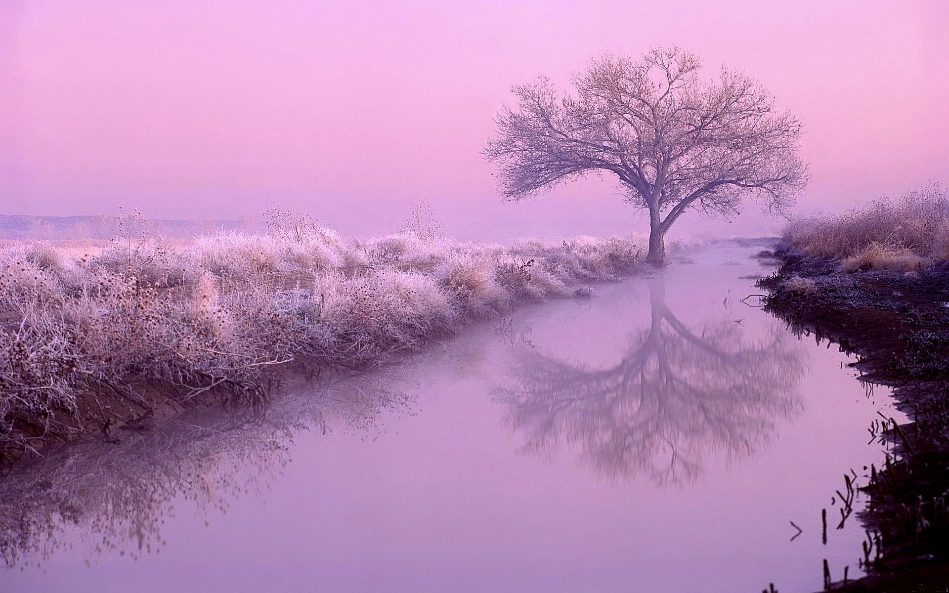 Pink Lake in Frosted Winter