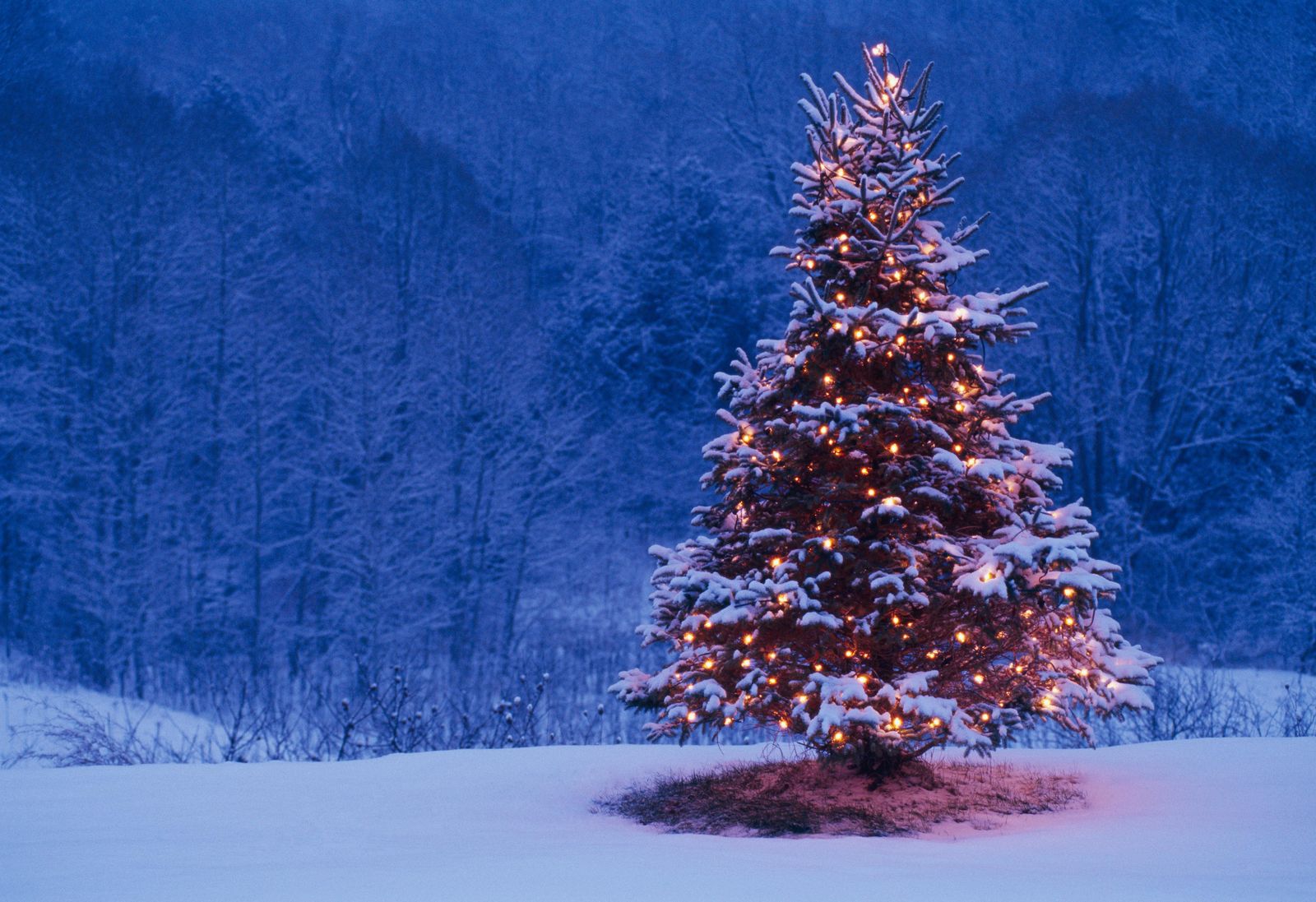 It Can Take More Than 10 Years of Work to Get a Christmas Tree Ready for Market. Smart News. Smithsonian Magazine