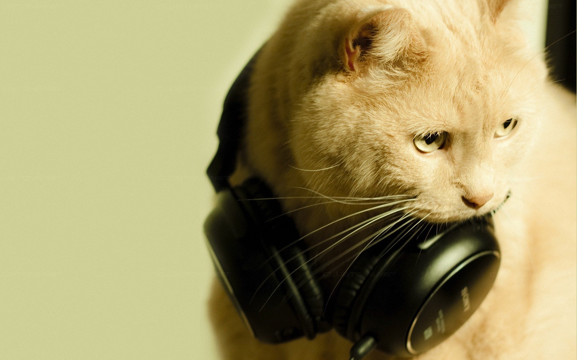 Headphones cats animals wallpaperx1200