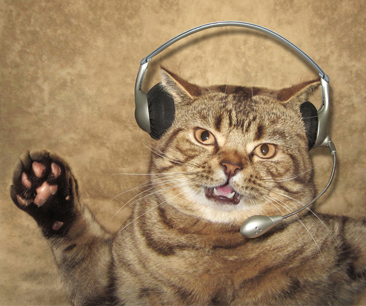 Photos Cats Headphones mic Funny Creative animal