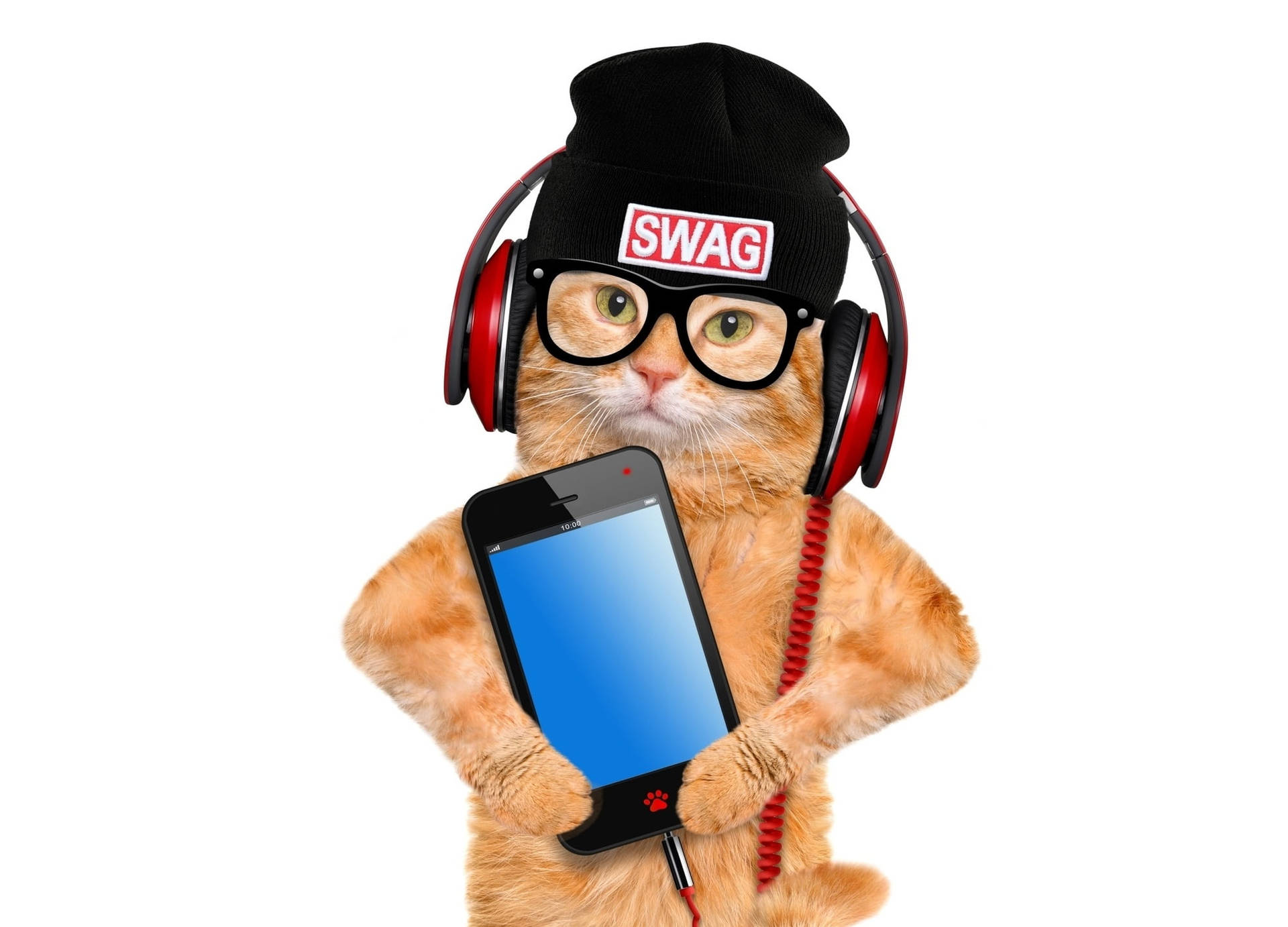 Download Winter Phone Cat Swag Wallpaper