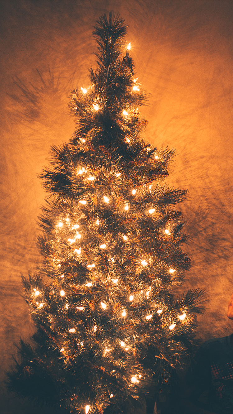 iPhone 6 wallpaper. christmas tree light holiday tree nature
