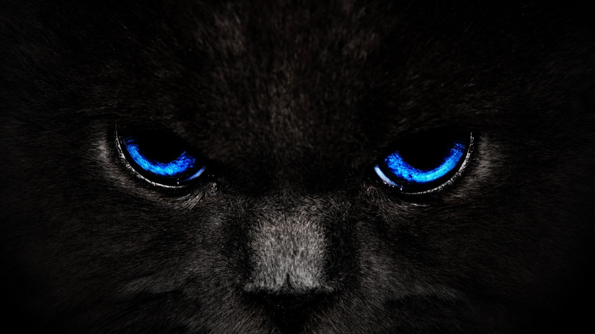 Green Eye Black Cat 1920x1080