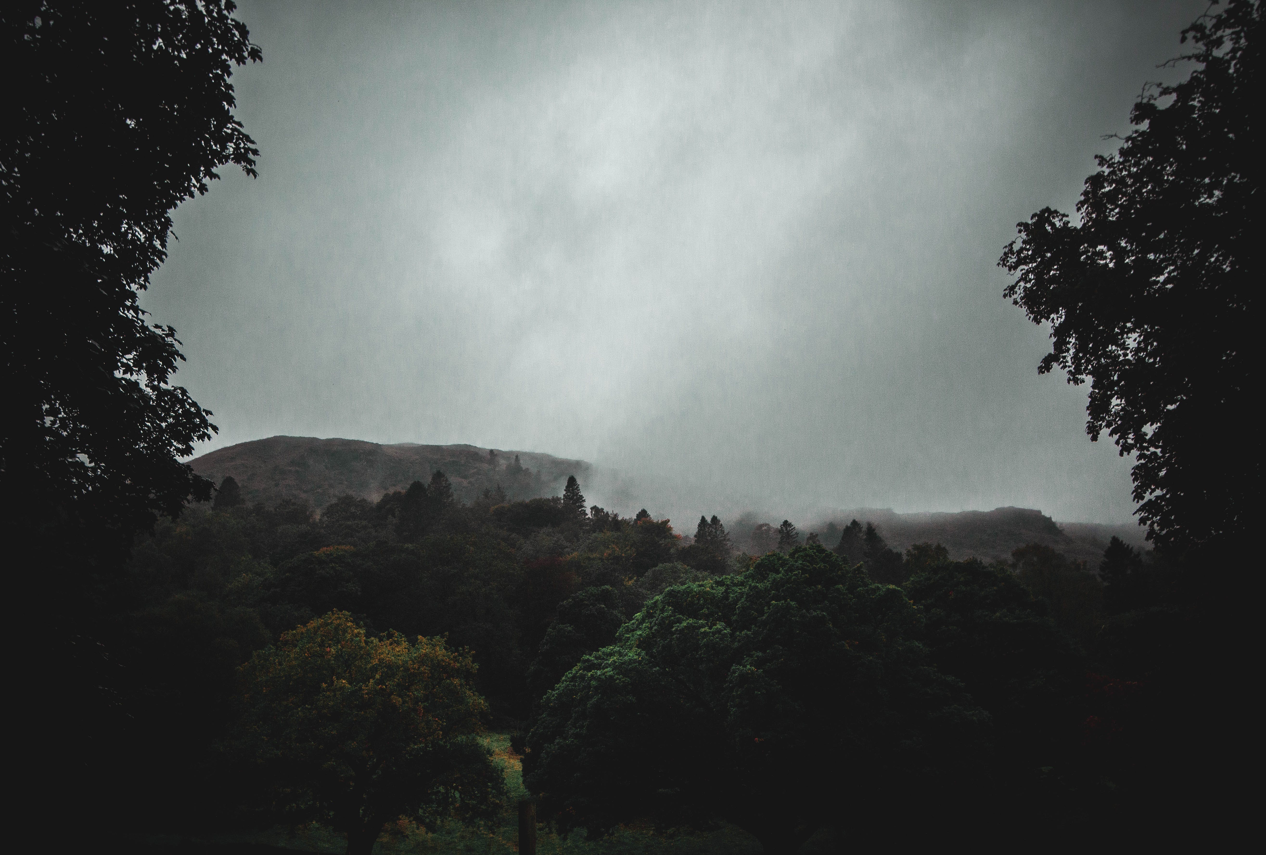 Rain In Forest Photo, Download