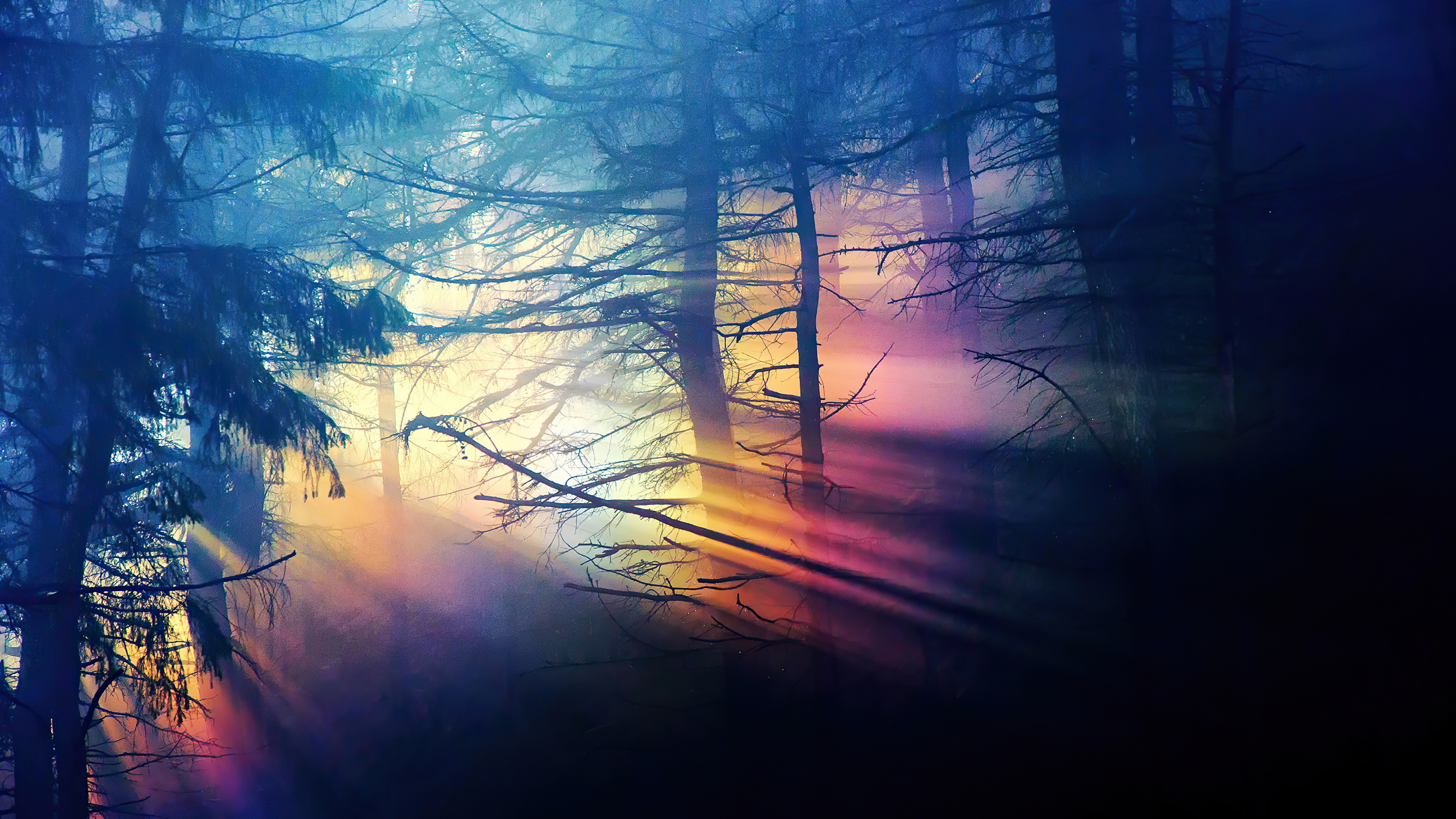 Morning Sunbeams Forest 4k, HD Nature, 4k Wallpaper, Image, Background, Photo and Picture