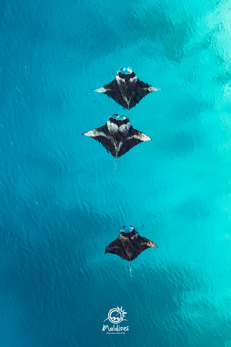 Maldives Free Mobile Wallpaper of Manta