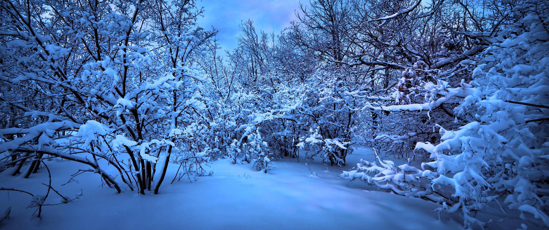 Download Ultra Wide 4K Frozen Blue Forest Wallpaper