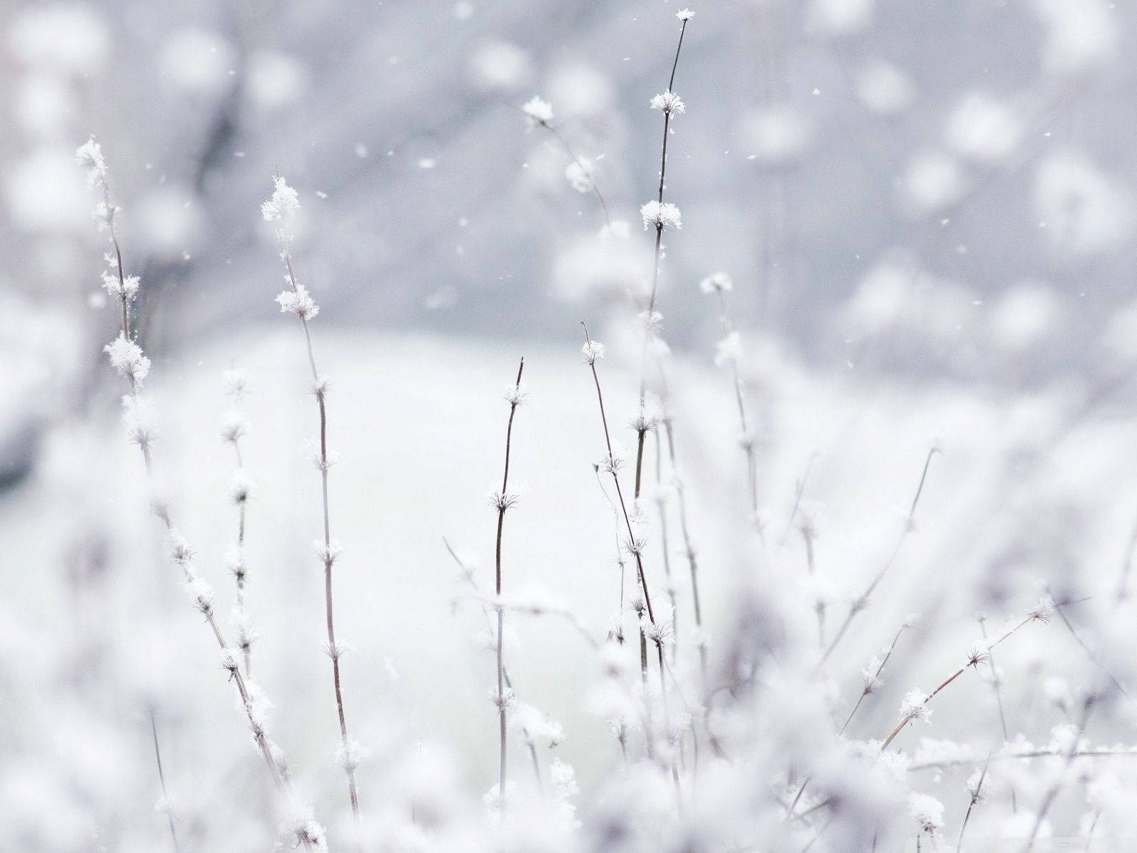 Snow Wallpaper