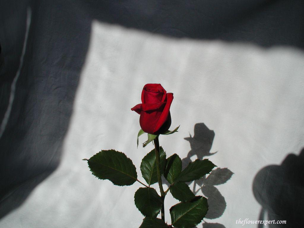cliserpudo: Beautiful Single Red Rose Wallpaper Image