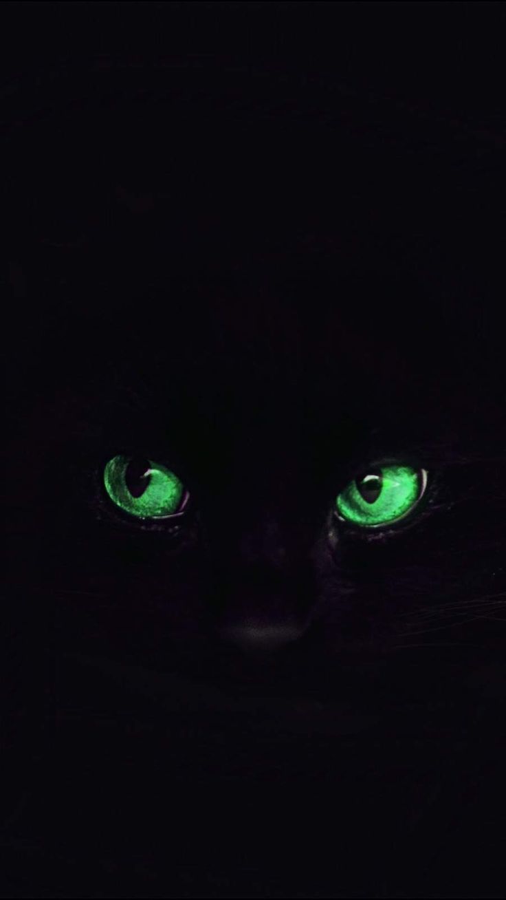 Black Cat Eyes iPhone Wallpaper. iPhone wallpaper, Wild animal wallpaper, Black cat eyes