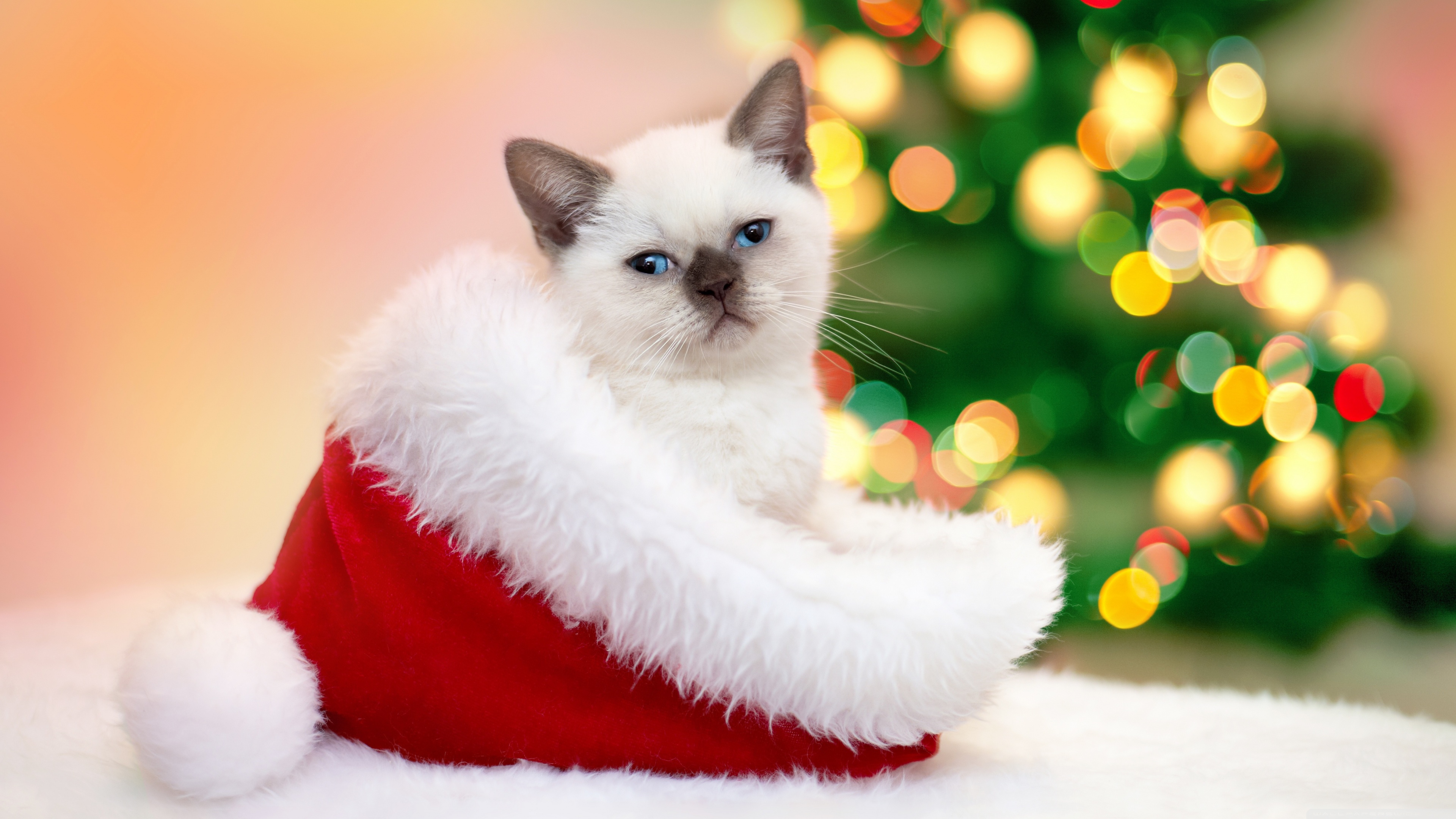 Christmas Ultra HD Desktop Background Wallpaper for 4K UHD TV, Widescreen & UltraWide Desktop & Laptop, Tablet