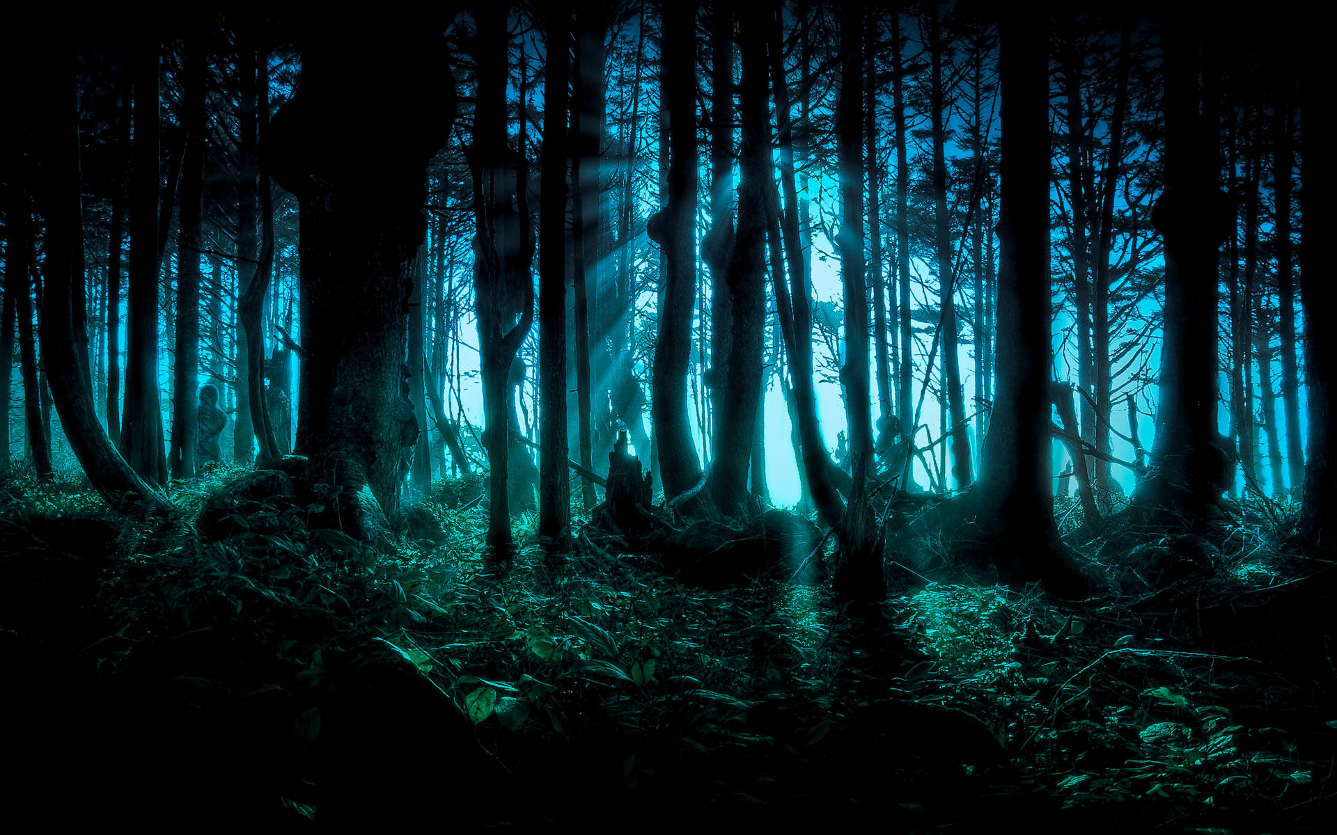 Download A Dark and Scary Forest Wallpaper