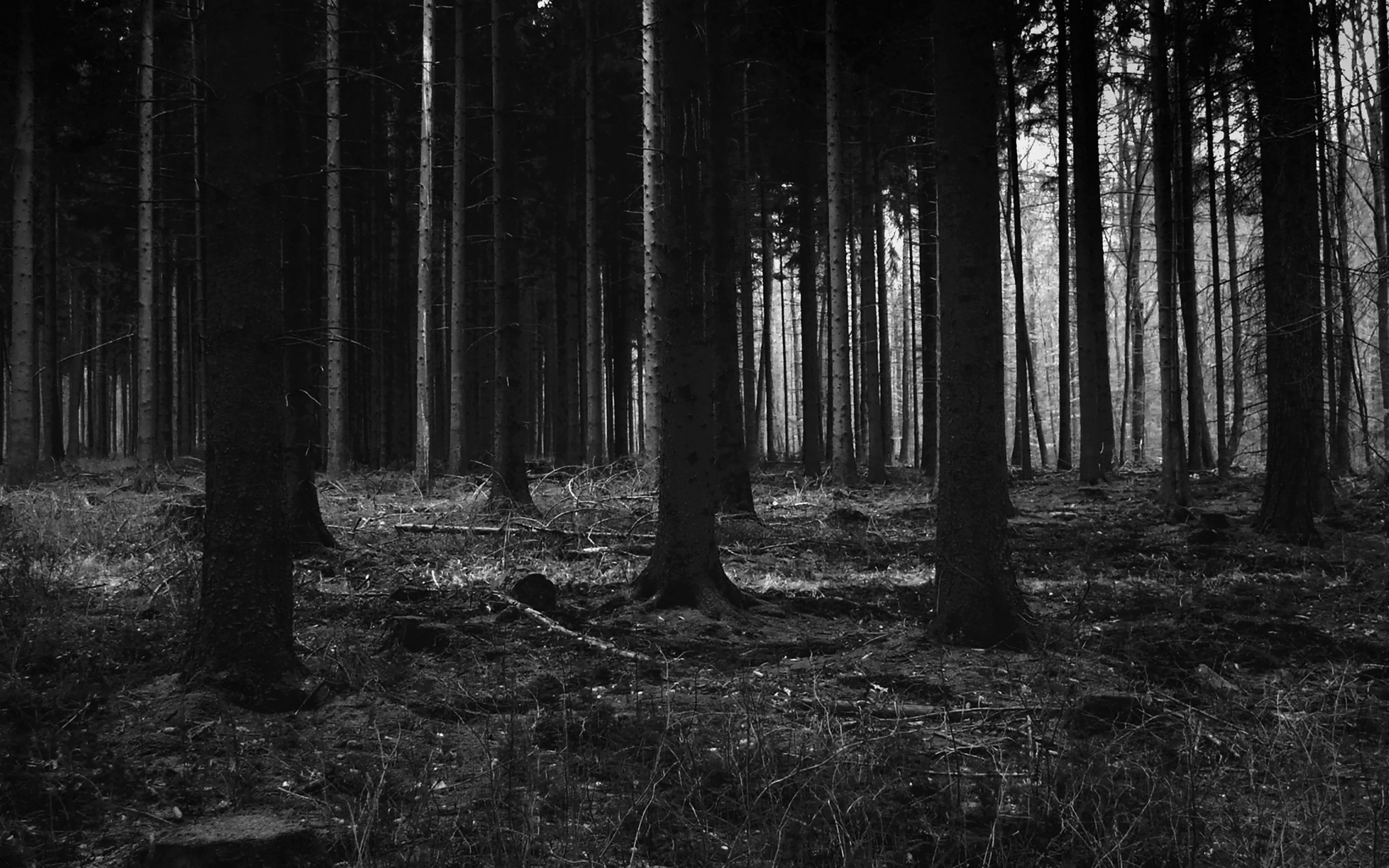 wallpaper for desktop, laptop. forest dark scary night trees nature