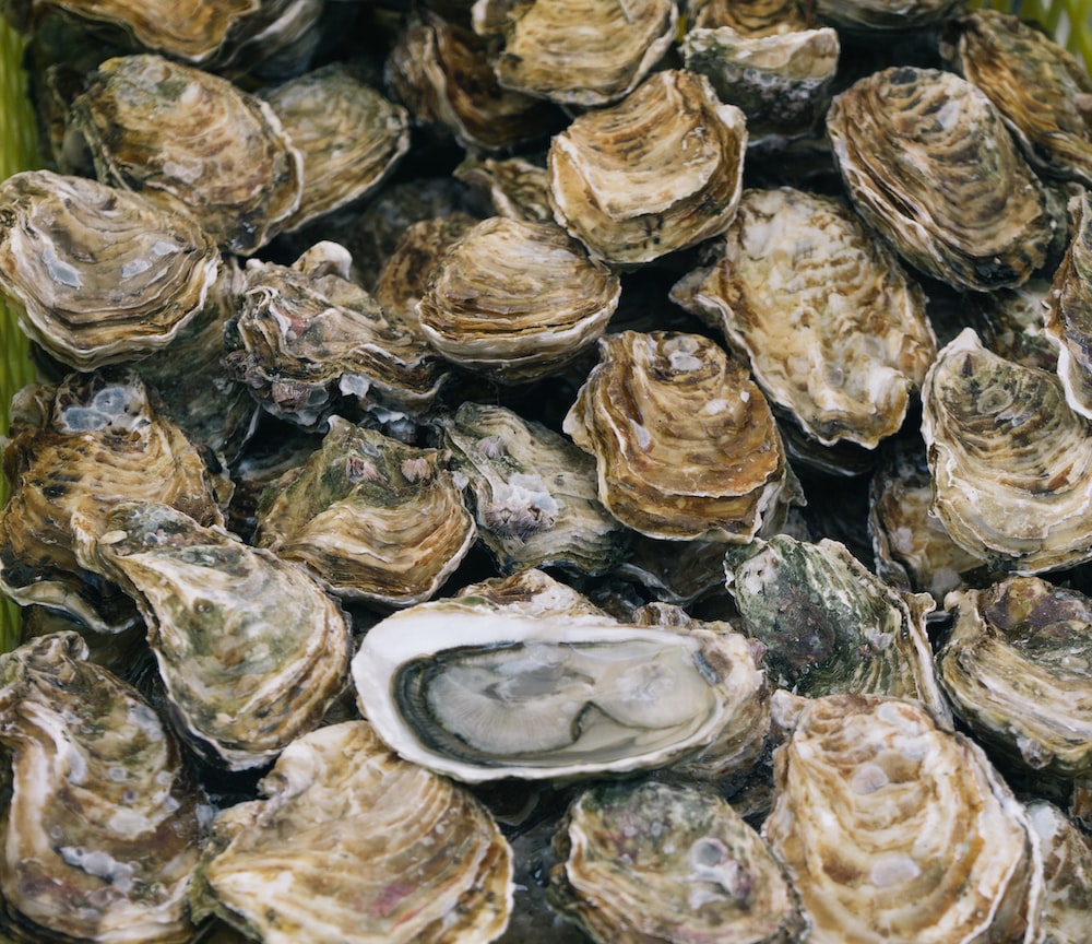 Oyster Picture [HD]. Download Free Image