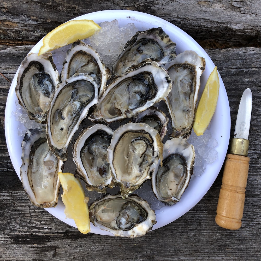 Oyster Picture [HD]. Download Free Image