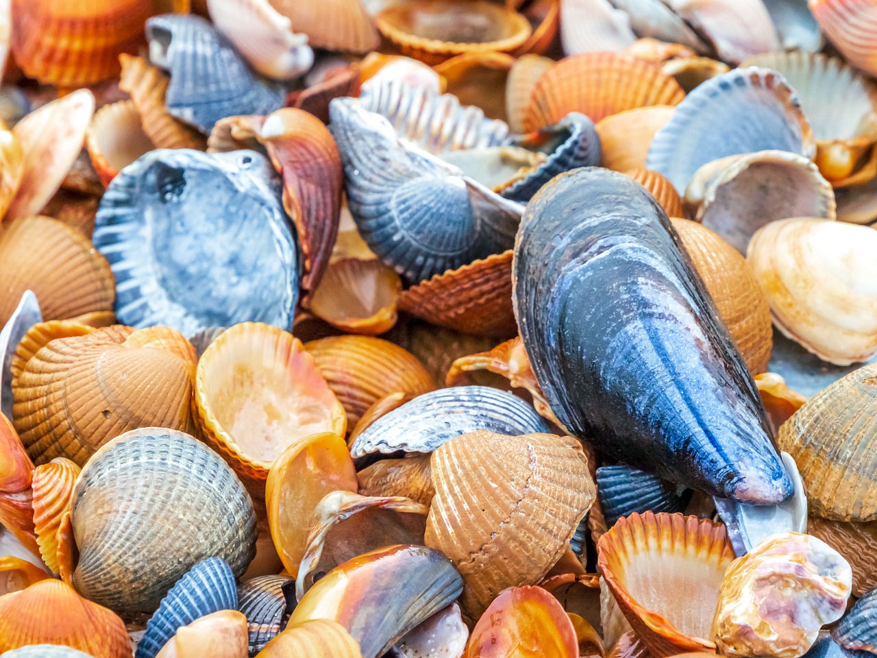 Shellfish Beach Background