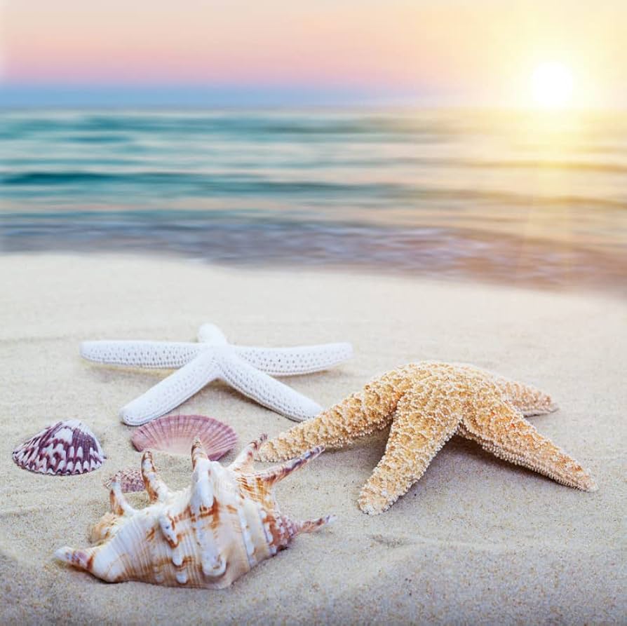 Amazon.com, Eainb Summer Tropical Beach Backdrop Seaside Beach Shellfish Starfish Photography Background Tropical Summer Travel Wallpaper Vinyl Video Studio Photo Backdrop, 8x8ft