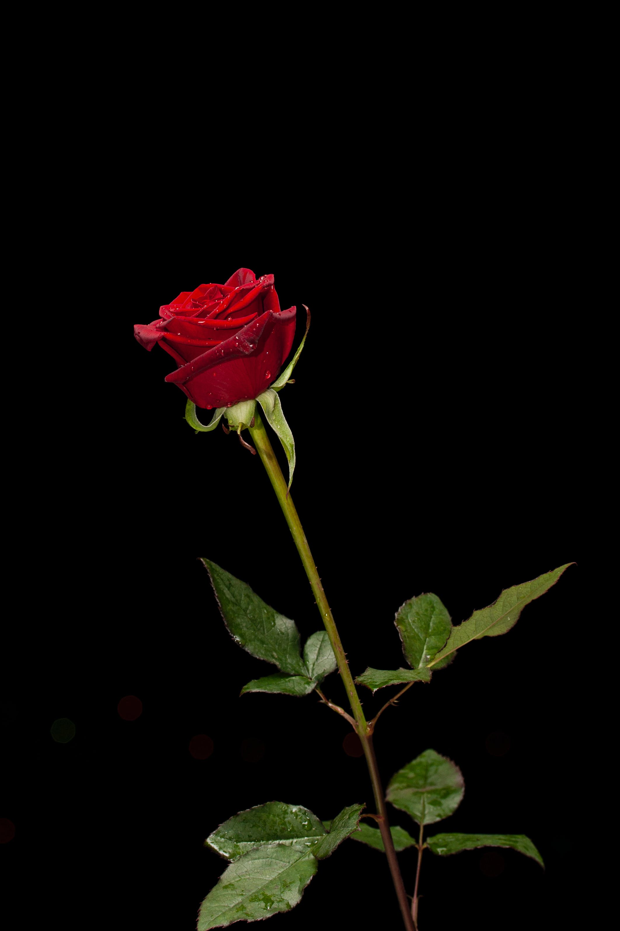 Photo of Red Rose · Free