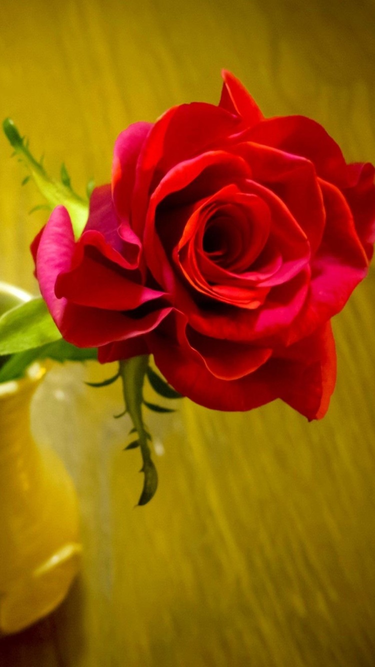 Man Made Flower, Earth, Rose, Red Rose, Vase, Red Flower, 750x1334 Phone HD Wallpaper