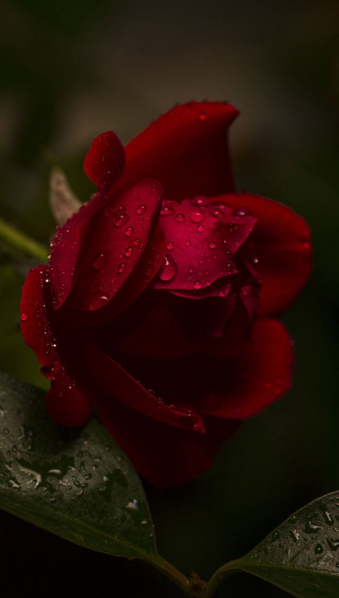 Red rose with water drops Wallpaper 4k Ultra HD