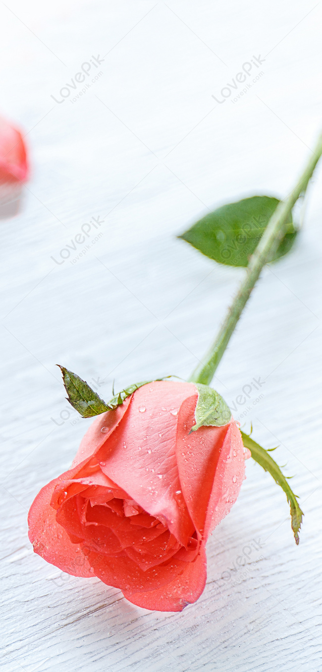 Rose Mobile Phone Wallpaper Image Free Download