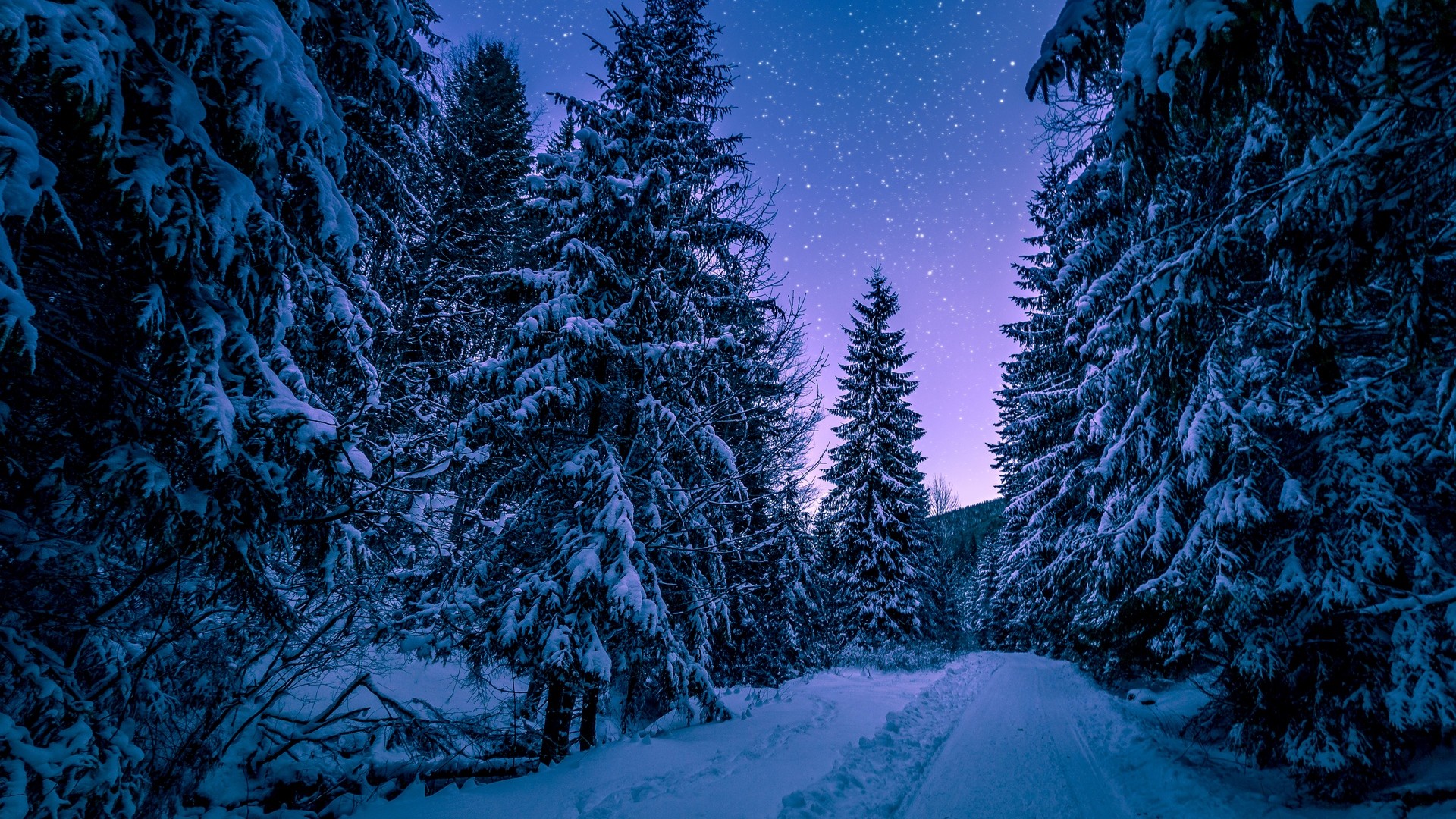 Winter, forest, road, snow, starry sky. picture, photo, desktop wallpaper