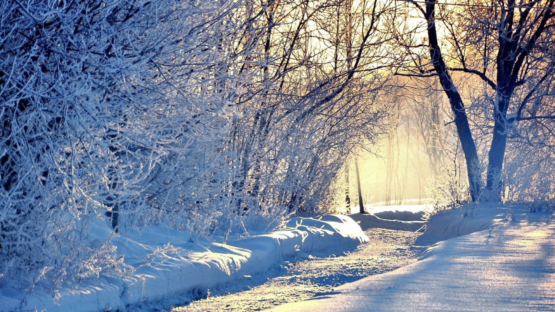 Download The Snow Covered Path Of A Winter's Forest Wallpaper