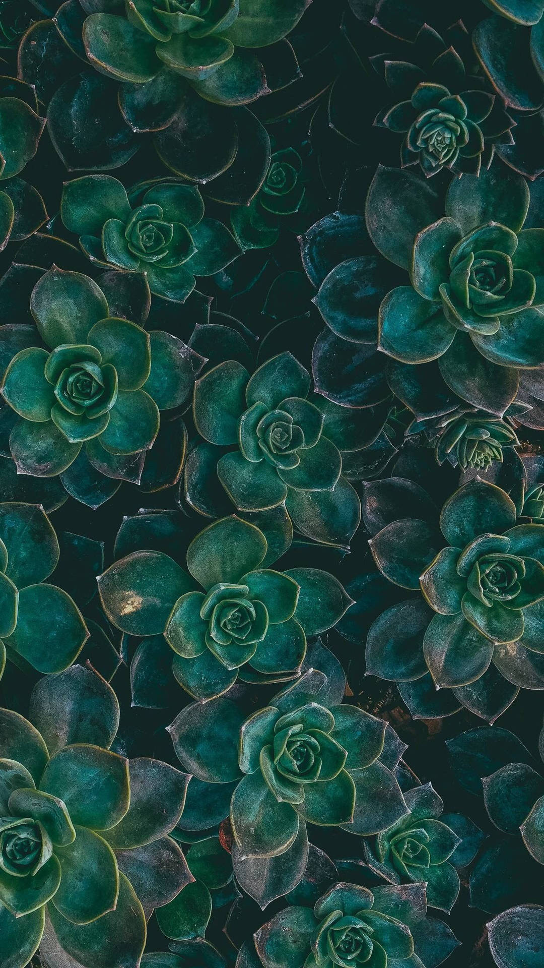 Download Boho Green Succulent Wallpaper