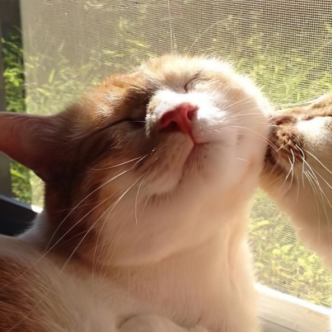 Cute cat couple matching pfps kissing