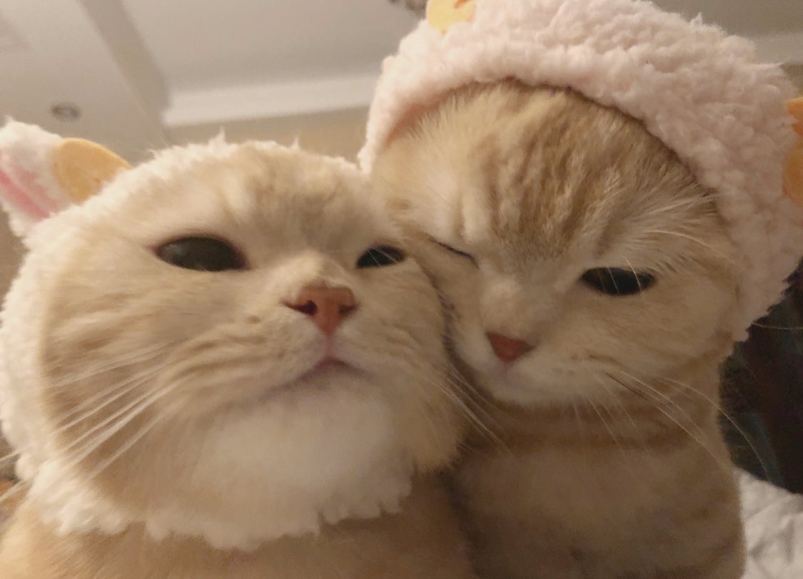 ok since i saved that cute cats photo