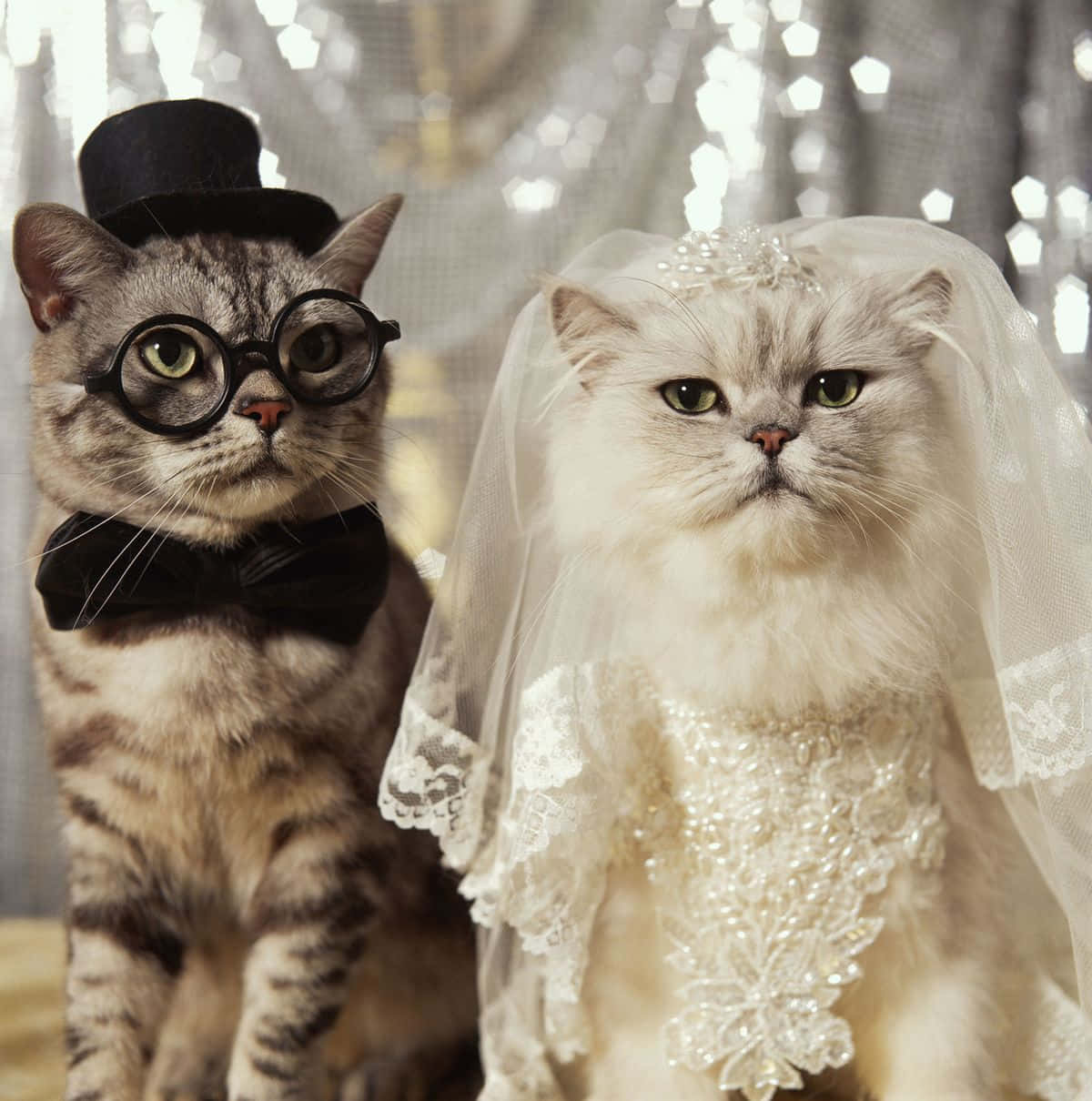 Download Matching Cat Pfp Wedding