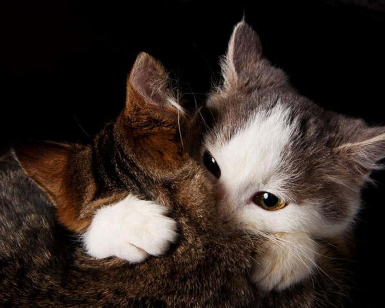 Download Matching Cat Pfp Hug Wallpaper