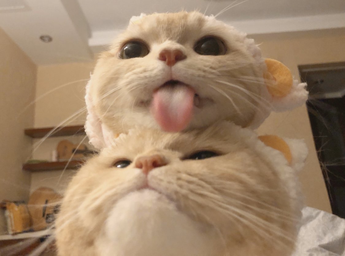 hana since i saved that cute cats photo im sharing it here