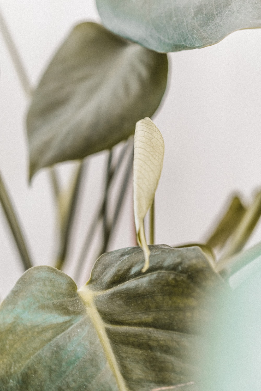 Boho best free boho, aesthetic, human and plant photo