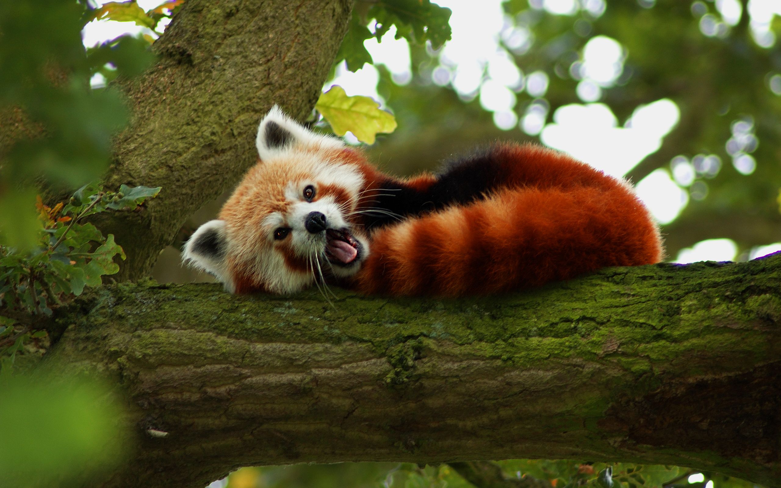 Red Panda Computer Wallpaper, Desktop Backgroundx1600. Animal facts, Red panda, Wild animal wallpaper