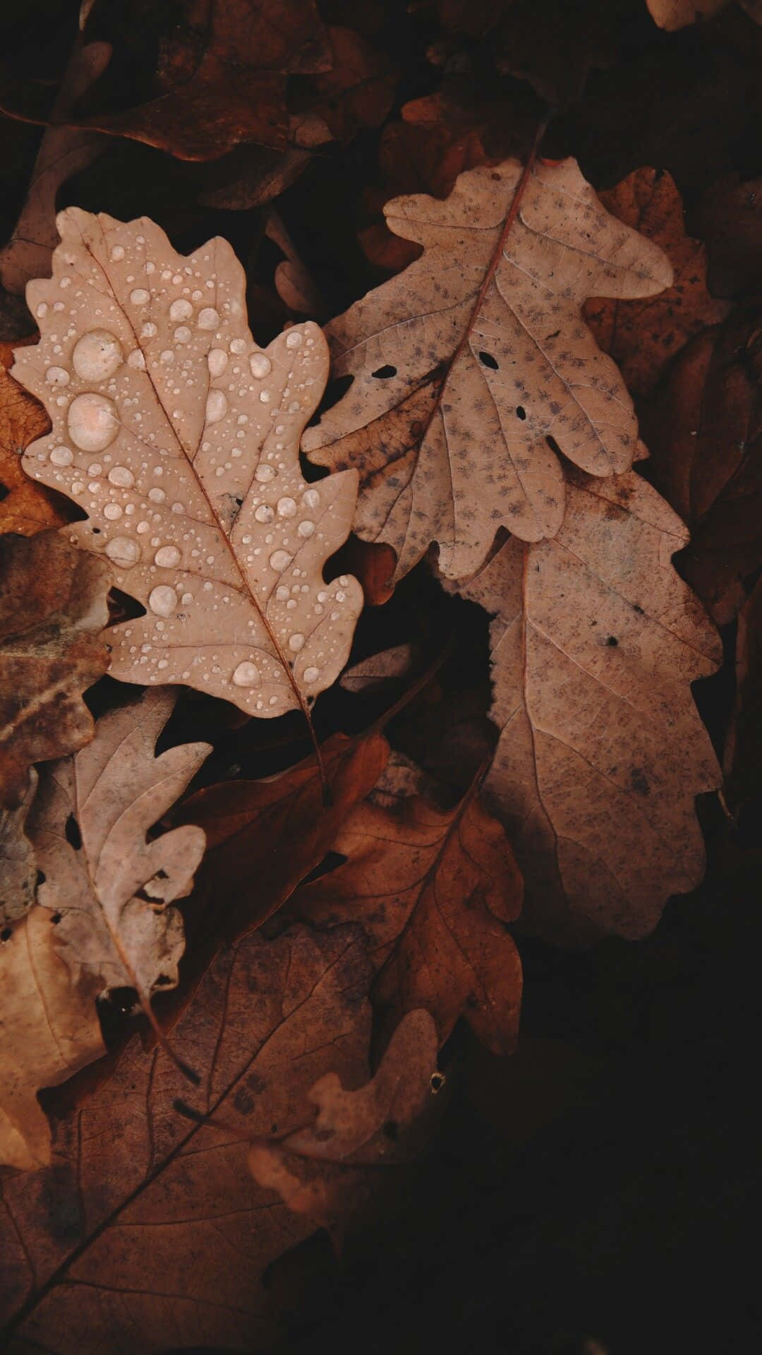 Brown Autumn Wallpaper