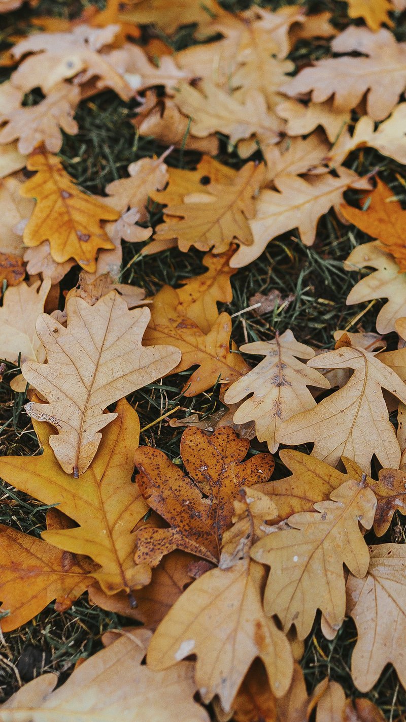 Autumn Mobile Wallpaper Image. Free