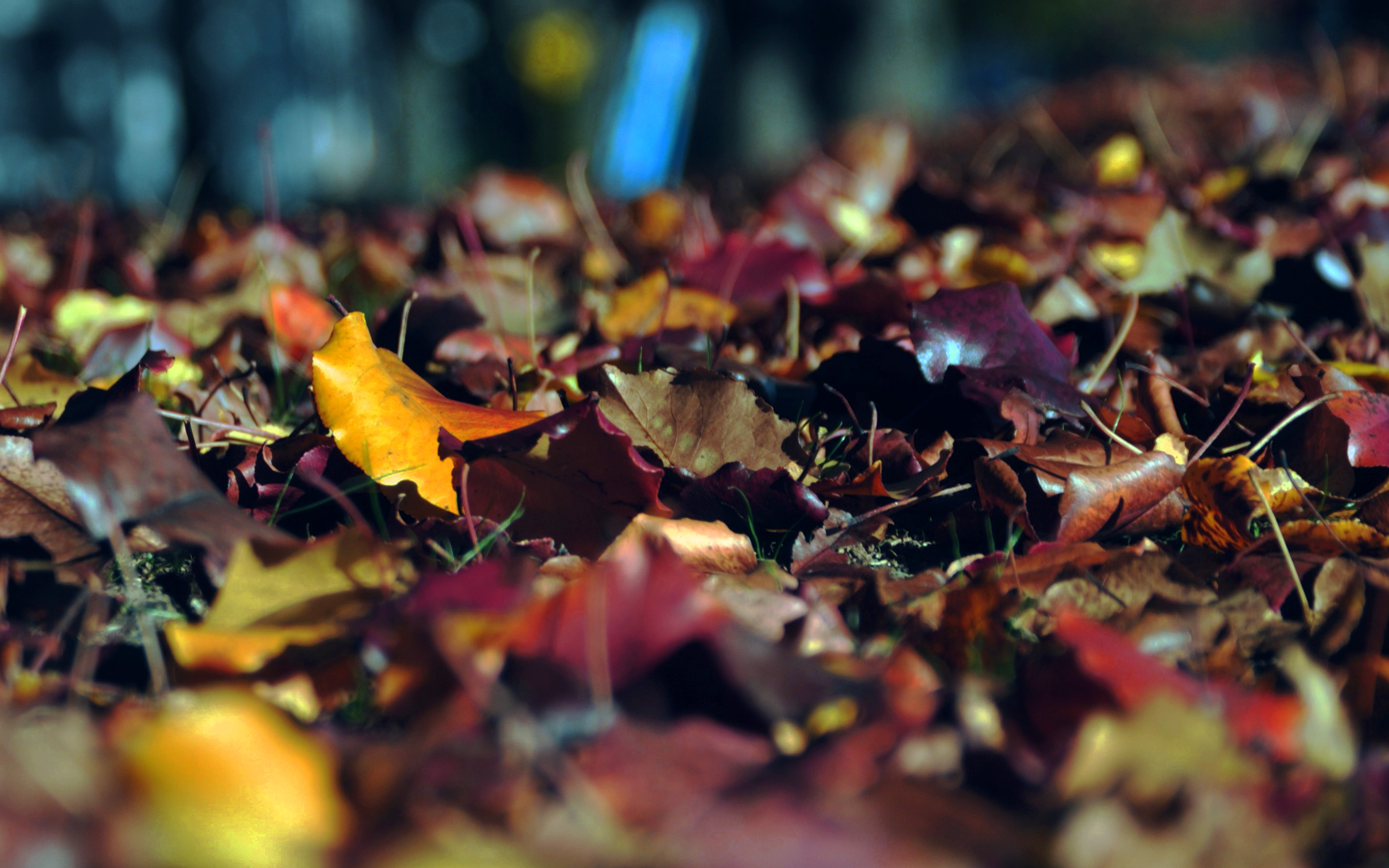 Fall Mountain Leaf Brown Bokeh