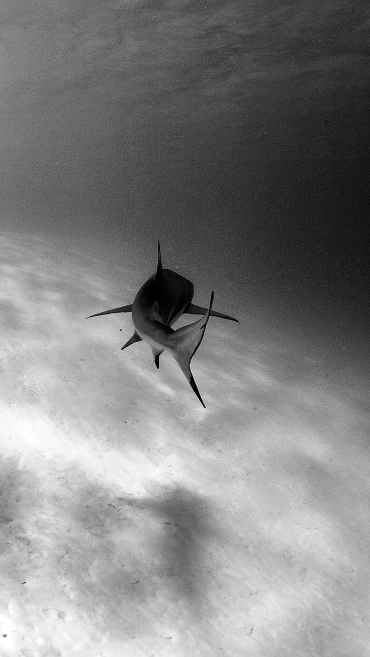 Shark Animal Wallpaper for iPhone