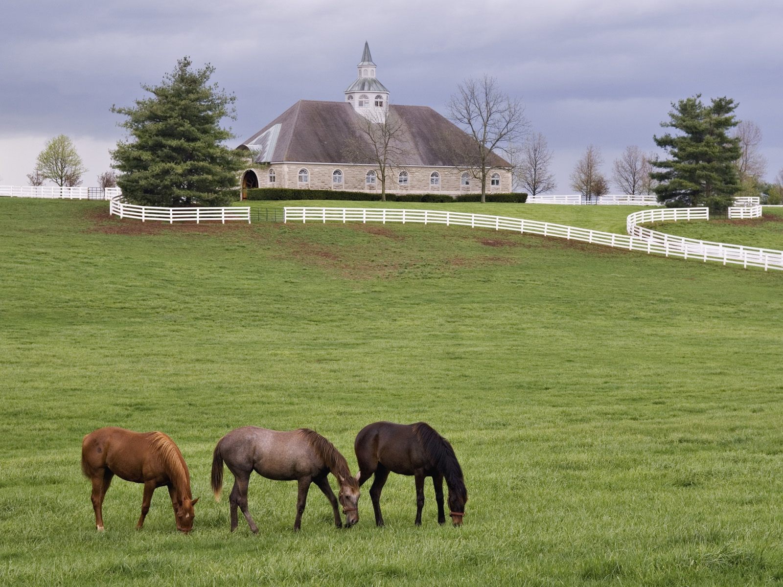 Horse Wallpaper. HD Horses Wallpaper. Beautiful Cool Wallpaper