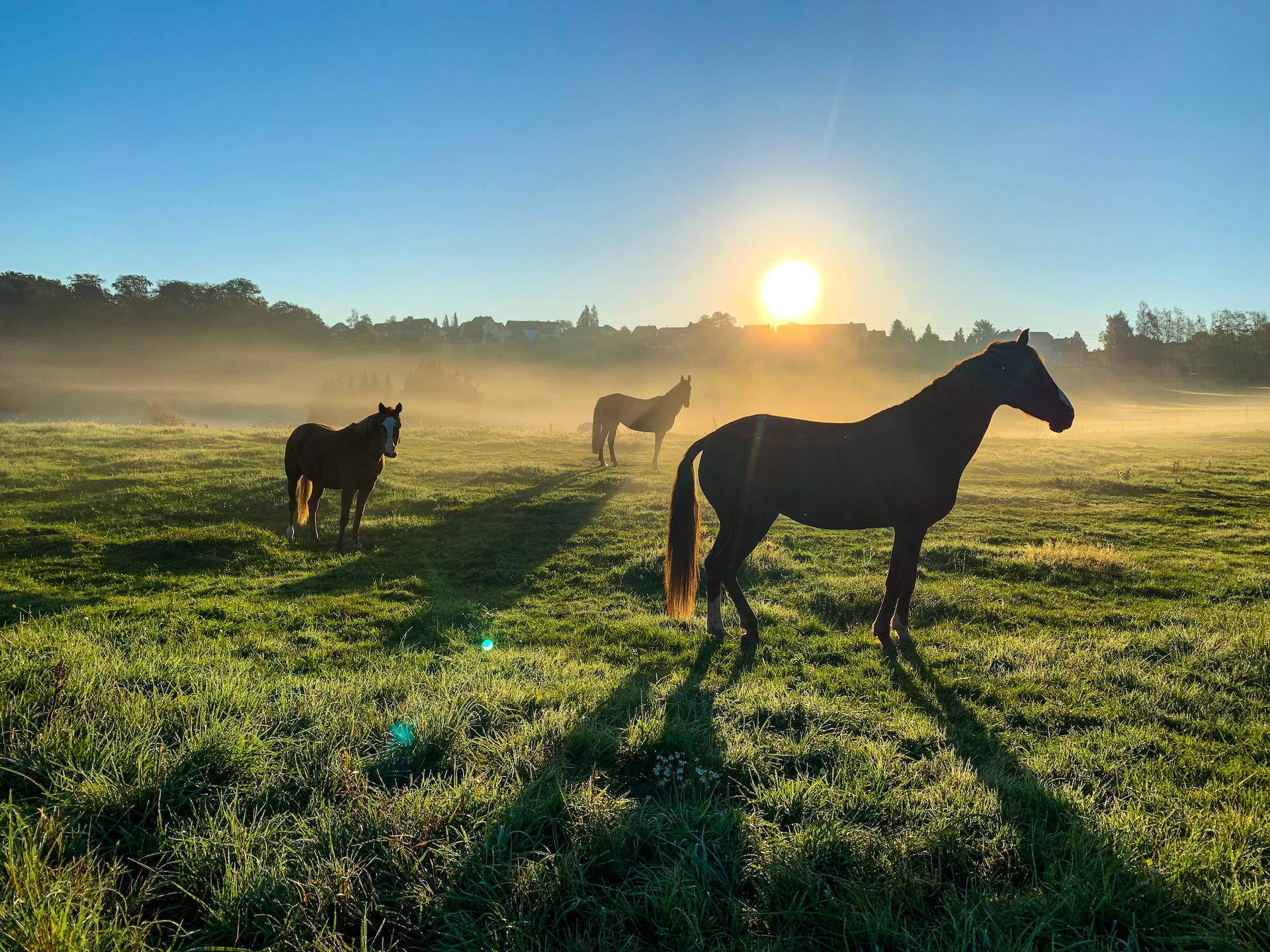 Download Three Horses In A Farm During Early Morning Sun Wallpaper